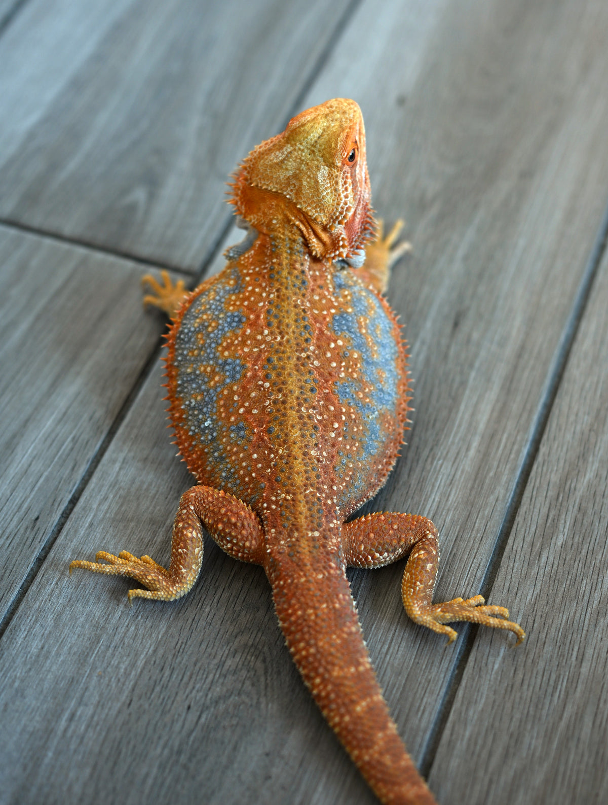 Male Hypo Dunner Tiger