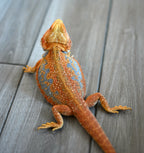 Male Hypo Dunner Tiger