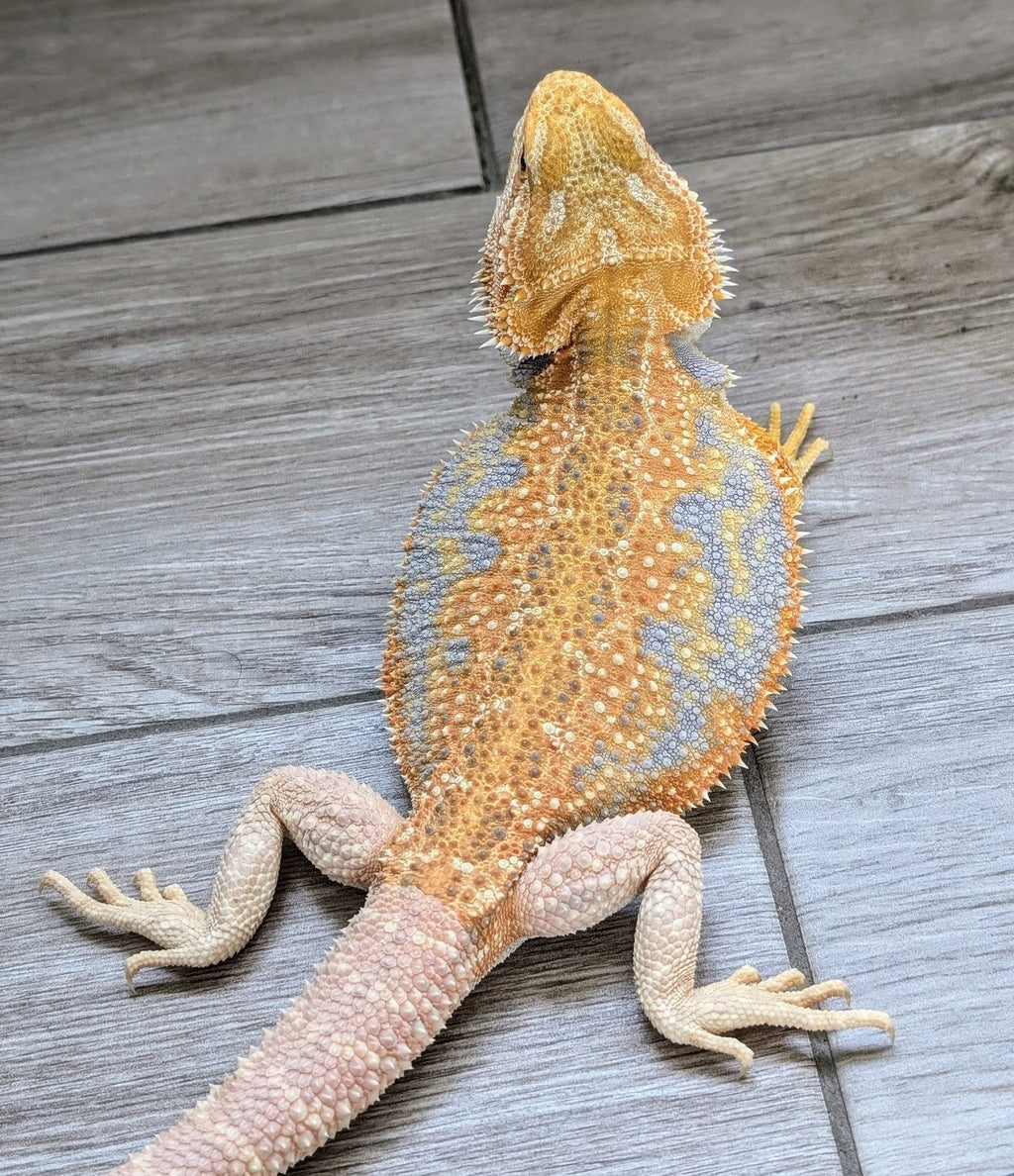 Male Hypo Dunner Tiger