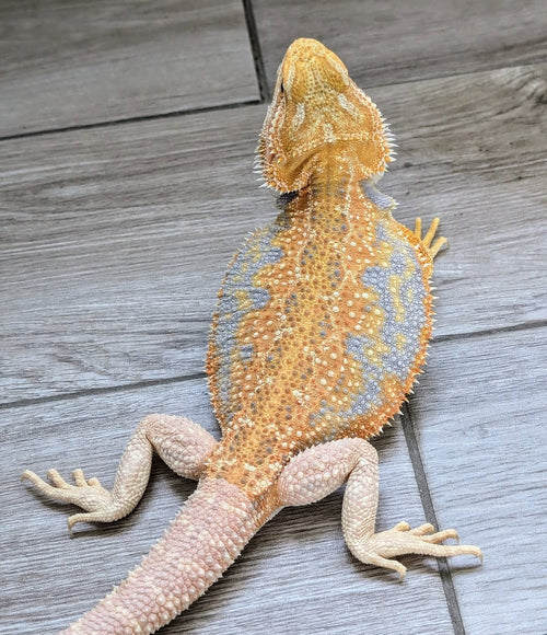 Male Hypo Dunner Tiger